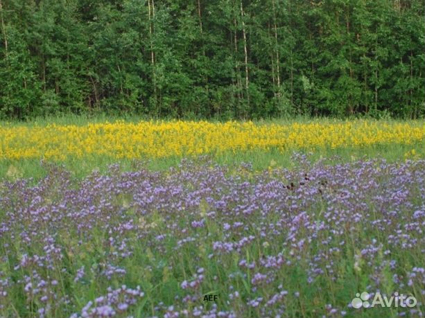 Мёд 2024 года Алтайский опт