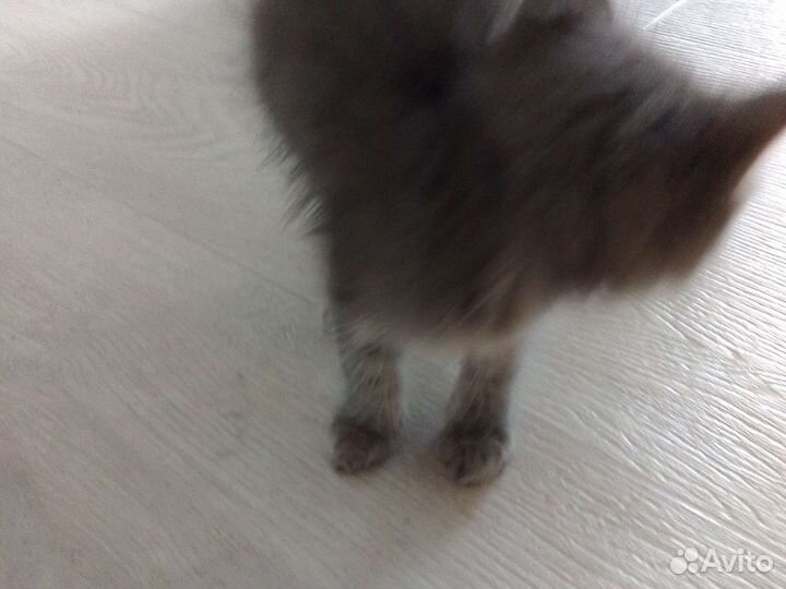 Отдам котика