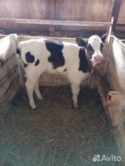 Телочки Бычки