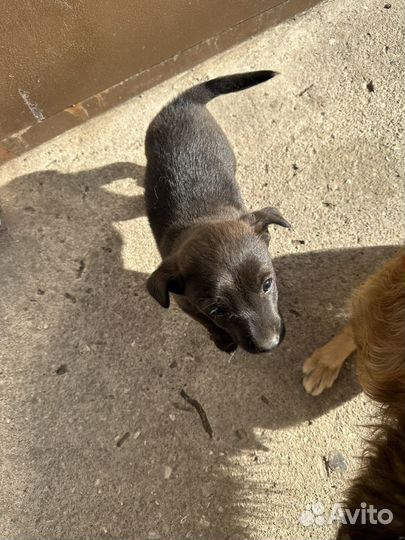 Отдам бесплатно