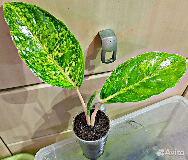 Продам домашние красивые сорта аглаонем