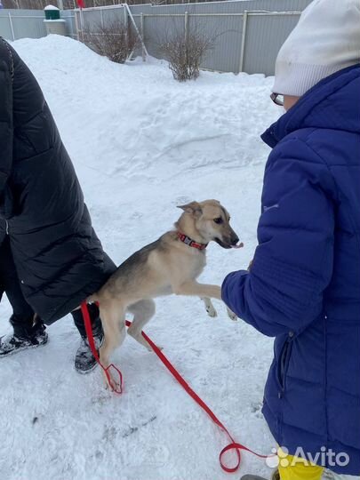 Собака Щенок бесплатно в добрые руки