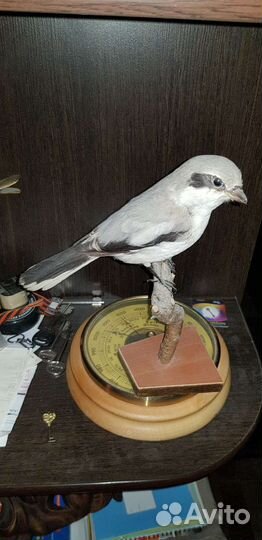 Чучело птицы