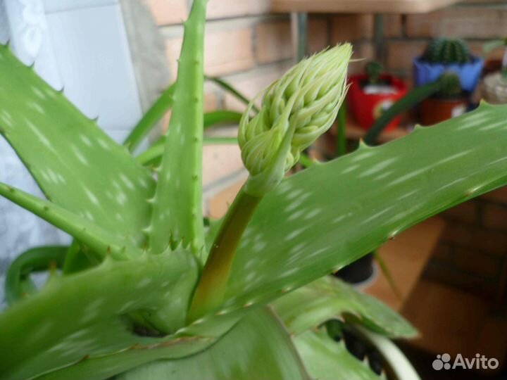 Алоэ Макулата