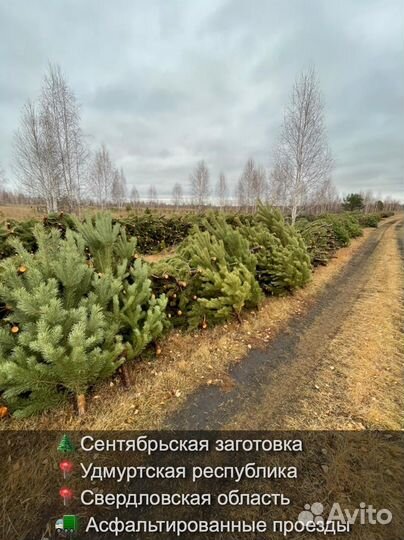 Сосна сентябрьская рождественская опт