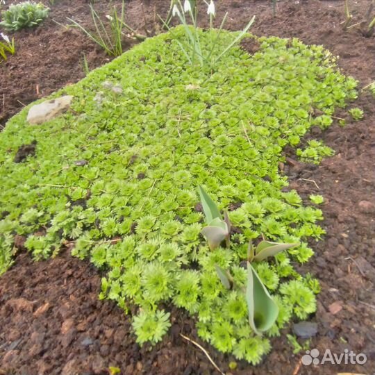 Многолетники для сада цветы