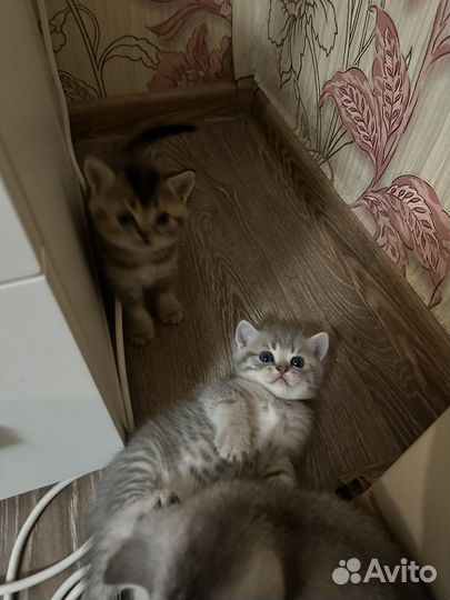 Шотландские котята