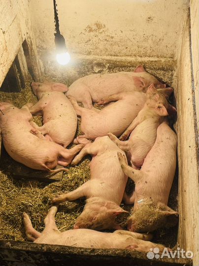 Поросята