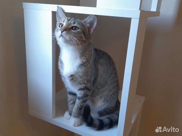 Кошка в дар