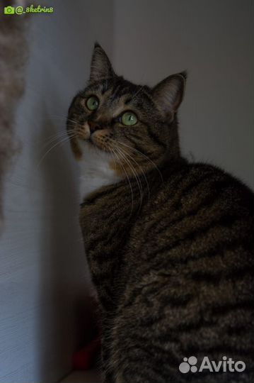 Отдам кошечку Руську