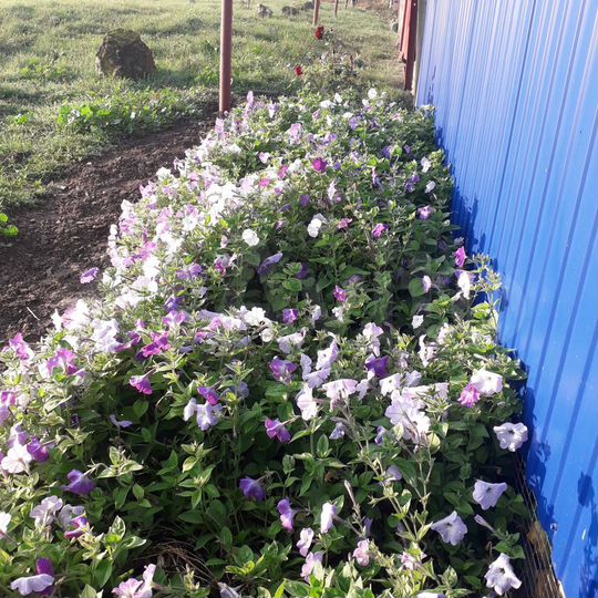 Дом 80 м² на участке 24 сот.