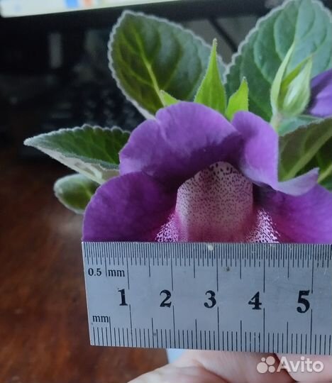 Тидея(глоксиния)