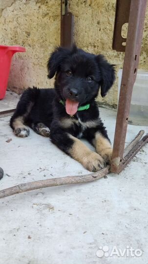 Щенок-девочка бесплатно