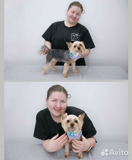 Грумер (Стрижка собак и кошек), Зеленоград