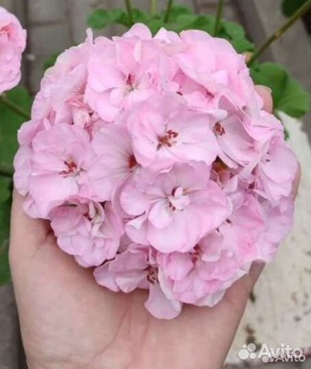 Сортовые пеларгонии, набор