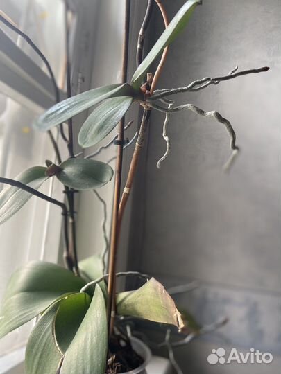 Орхидея фаленопсис с двумя детеами