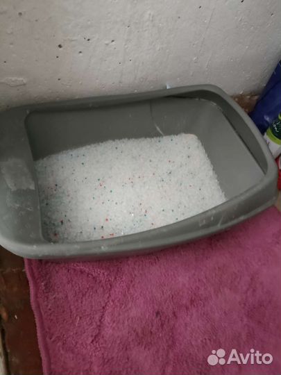 Кот Британец