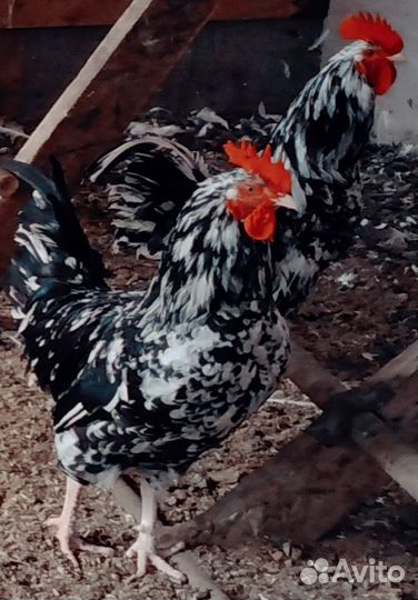 С/х петухи и куры-молодки