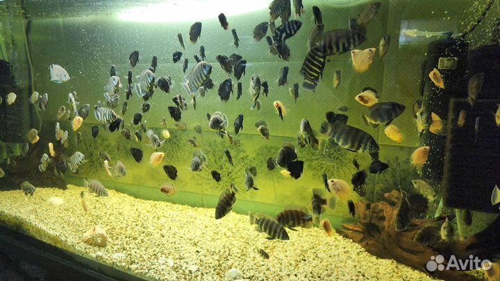 Много видов аквариумных рыб