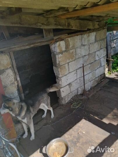 Собаки бесплатно в добрые руки