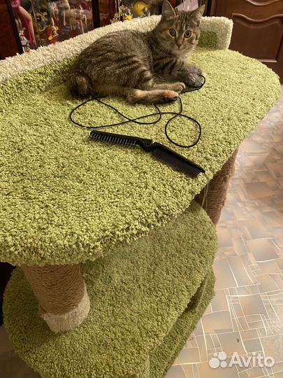 Уличный бобтейл котенок рыси