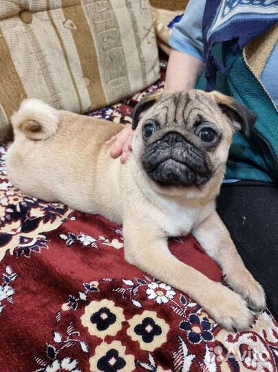 Мопс абрикосовый