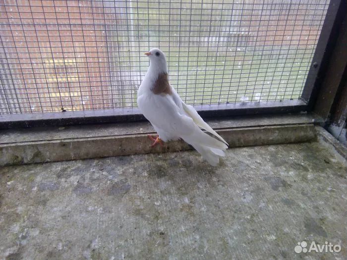 Голуби на свадьбу