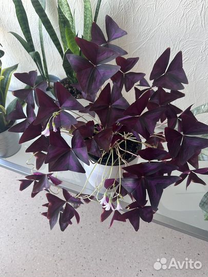 Домашние растения цветок-бабочка