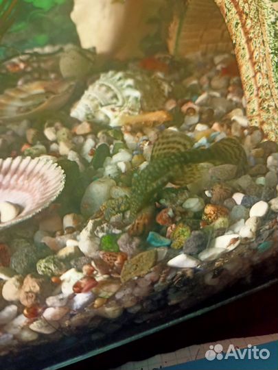 Сомики анциструсы