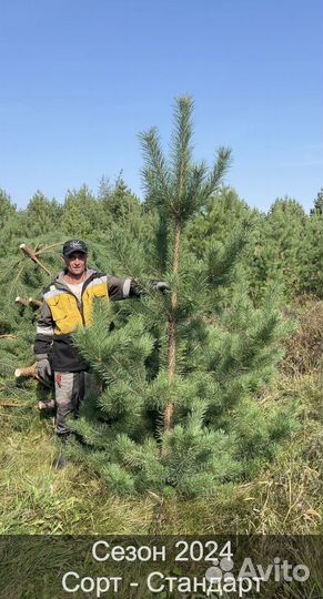 Сосна сентябрьская рождественская опт