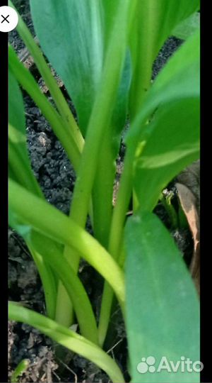 Луковицы черемши, растения