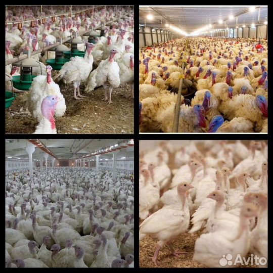 Стружка древесная крупная