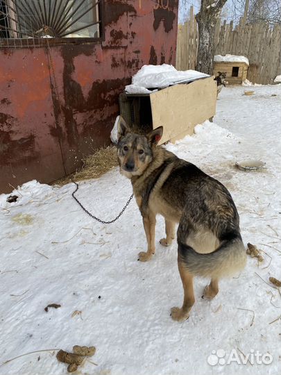 Пёс Гуччи бесплатно в добрые руки