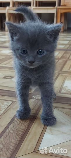 Котенок-девочка в дар