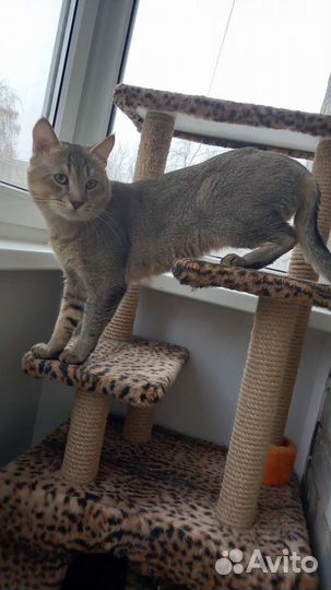 Абиссинская,Чаузи,котята