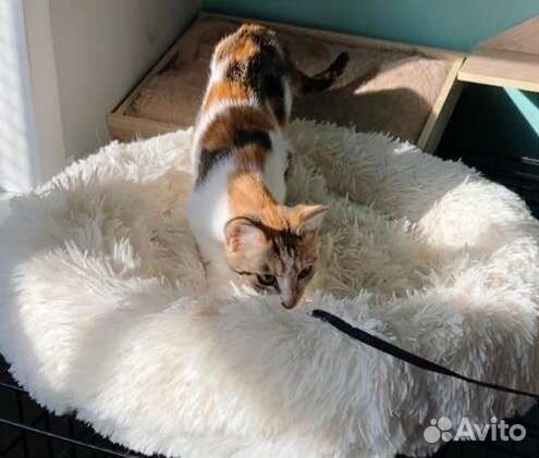 Котёнок девочка в добрые руки