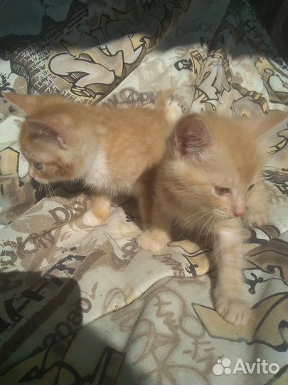 Отдам котят рыжиков в добрые руки