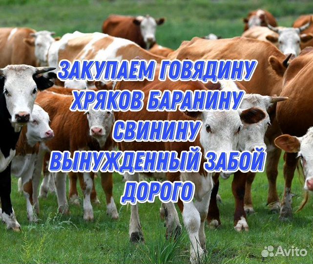 Закупка мяса