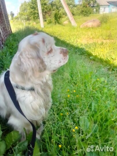 Вязка Кламбер спаниель