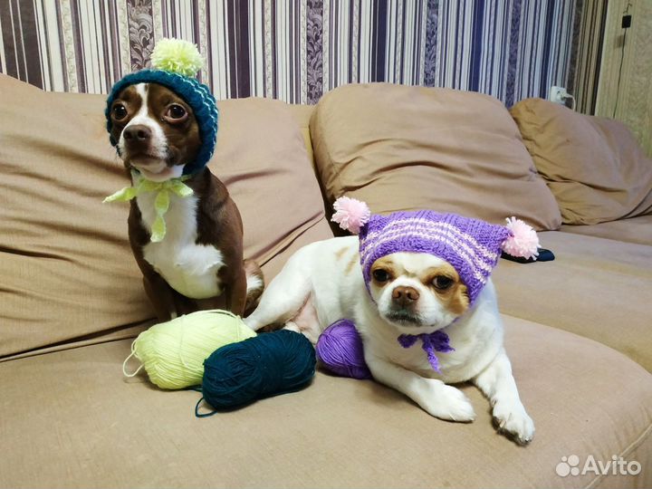 Шапочки для собачек