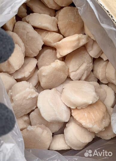 Гребешок Сахалин