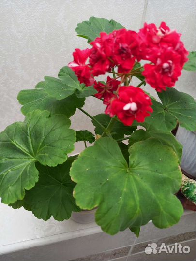 Пеларгония герань цветущие, на подарок