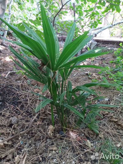 Пальма веерная