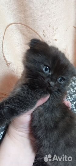 Котёнок в дар