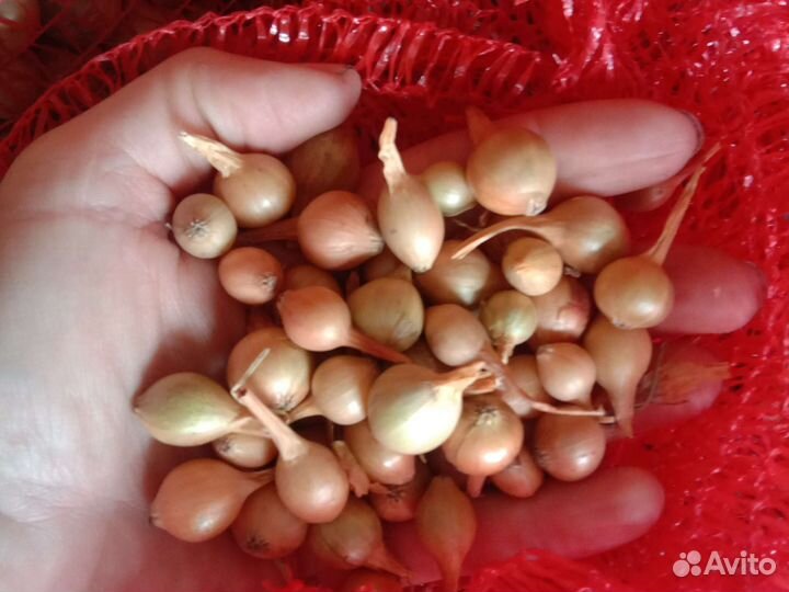 Лук севок, чеснок