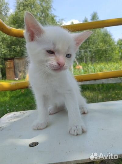 Котята в добрые руки бесплатно