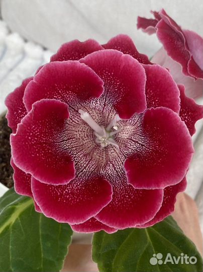 Глоксиния клубень ви-бранденбургский концерт