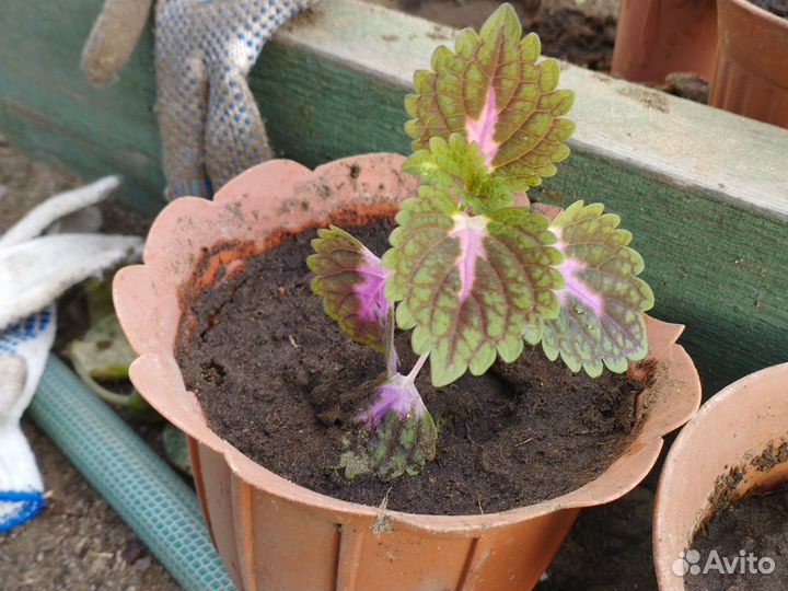 Спатифиллум, колеос,валотта, фиалка бордовая