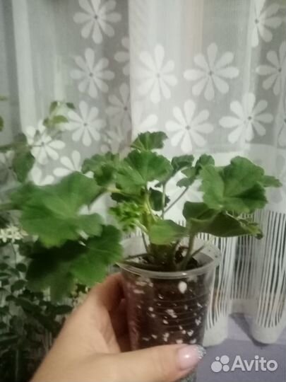 Пеларгония