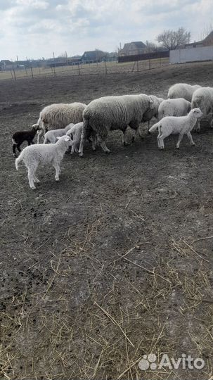 Овцы бараны